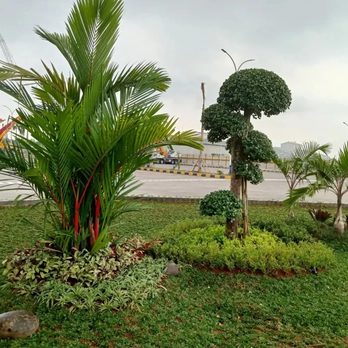 taman  dengan palem merah